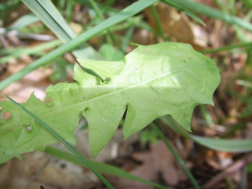 Crepis leontodontoides / Radicchiella italica